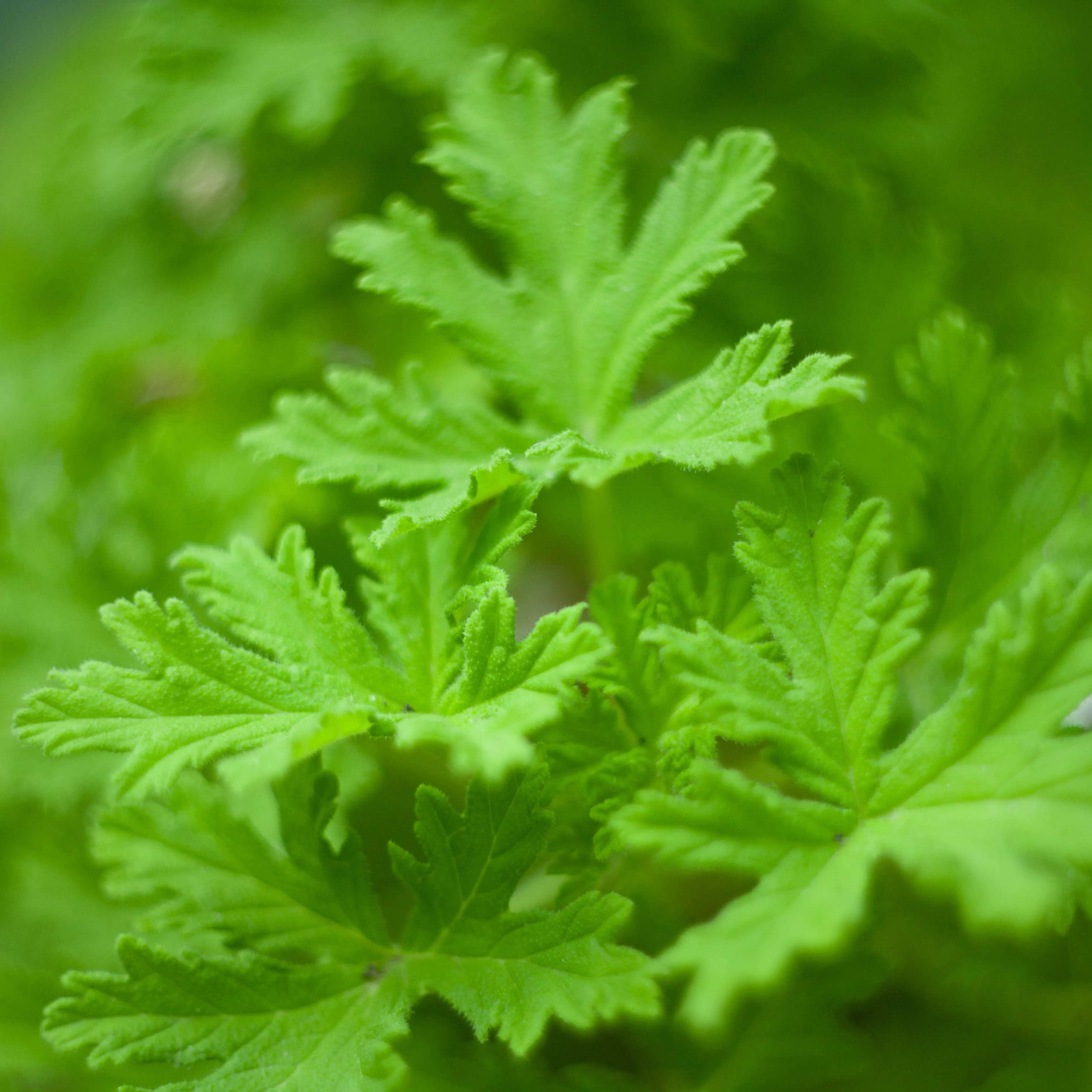 Citronella Essential Oil