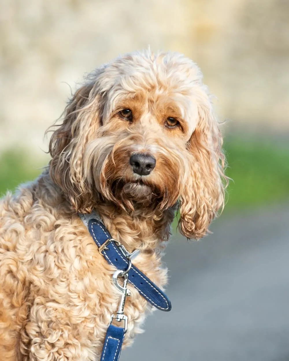 Fabric and Suede Leather Dog Collar - Blue